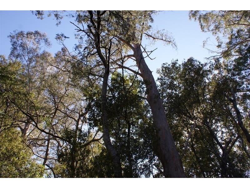 Lot 1 Western Creek Road, Western Creek TAS 7304