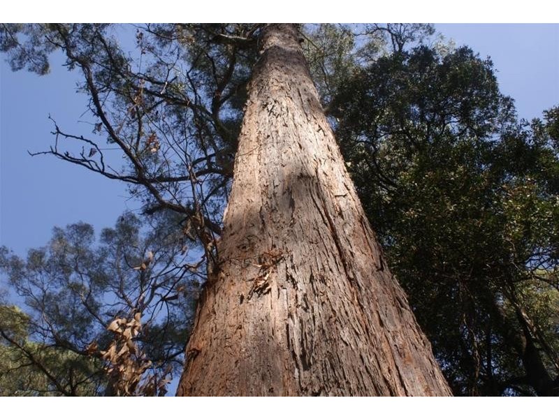 Lot 1 Mole Creek Road, Chudleigh TAS 7304