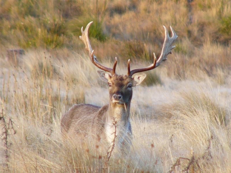 1204 Long Marsh Road, Lake Leake TAS 7210