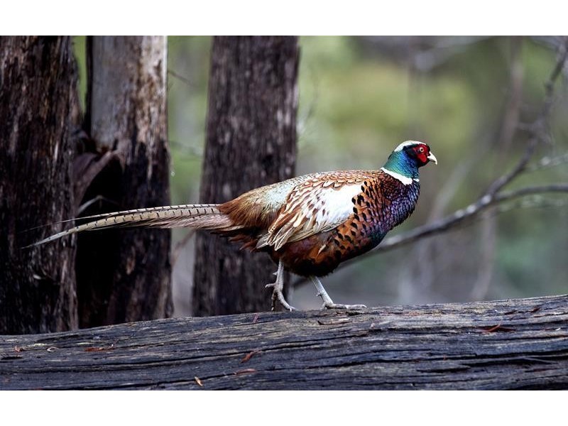 1204 Long Marsh Road, Lake Leake TAS 7210