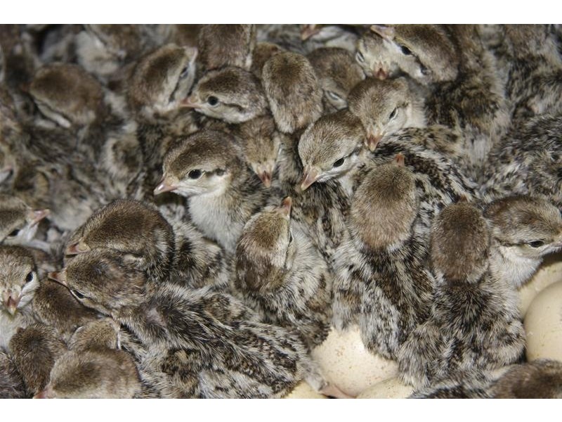 1204 Long Marsh Road, Lake Leake TAS 7210