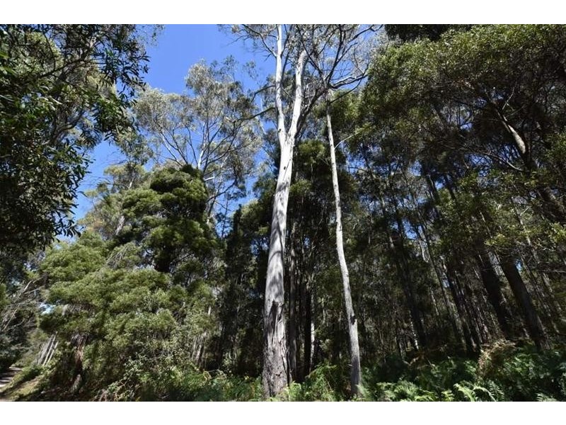 Lot 1  Farrells Road, Reedy Marsh TAS 7304