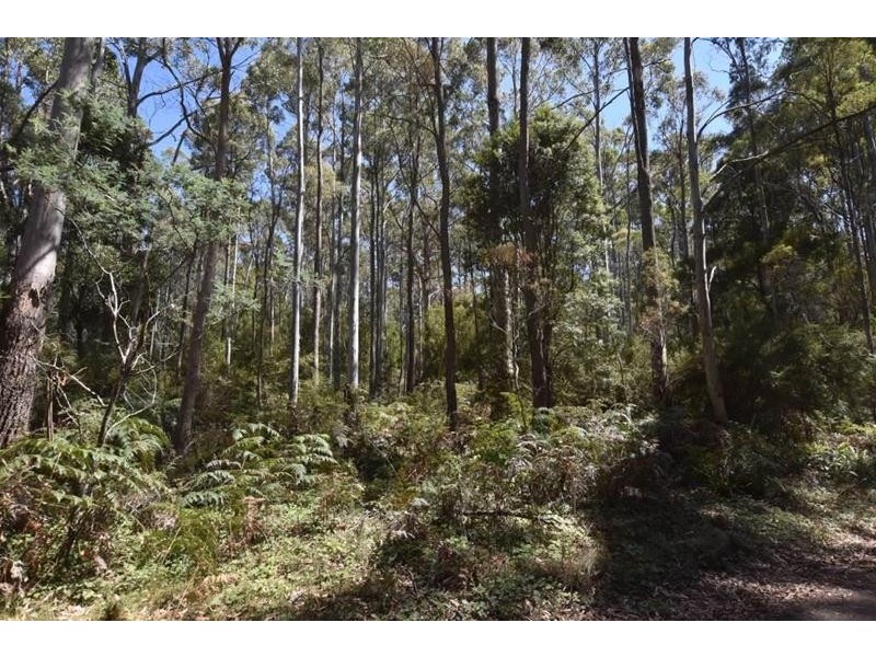 Lot 1  Farrells Road, Reedy Marsh TAS 7304