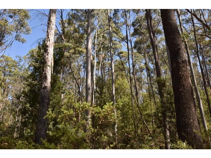 Lot 1  Farrells Road, Reedy Marsh TAS 7304