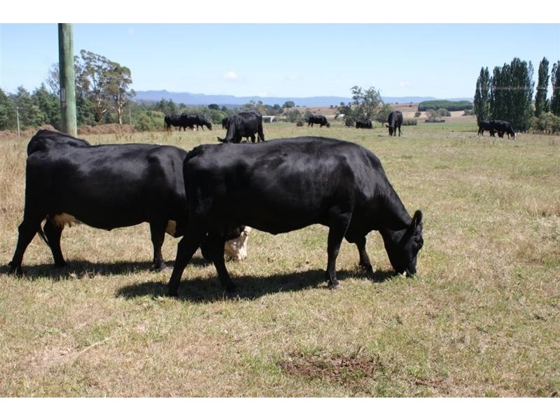 173 River Road, Deloraine TAS 7304