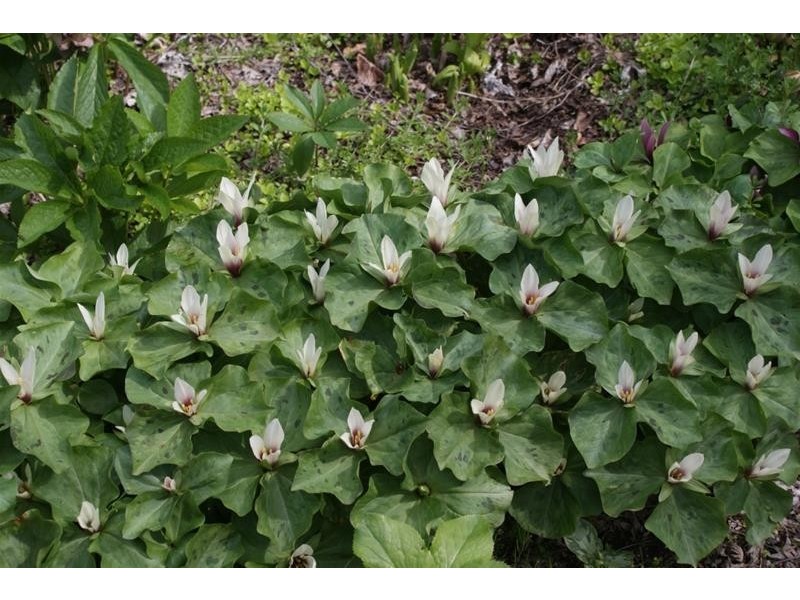 5988 Bass Highway, Elizabeth Town TAS 7304