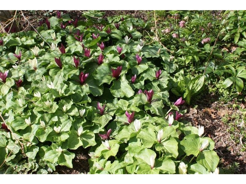 5988 Bass Highway, Elizabeth Town TAS 7304