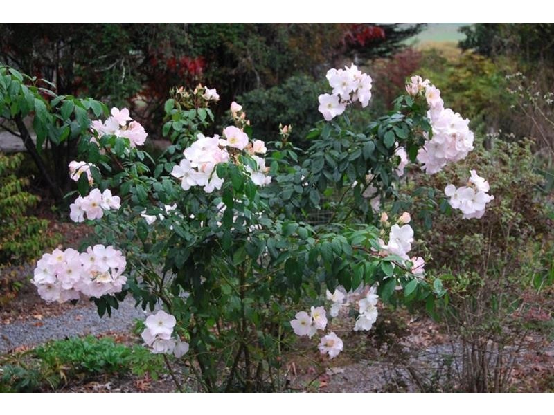 5988 Bass Highway, Elizabeth Town TAS 7304