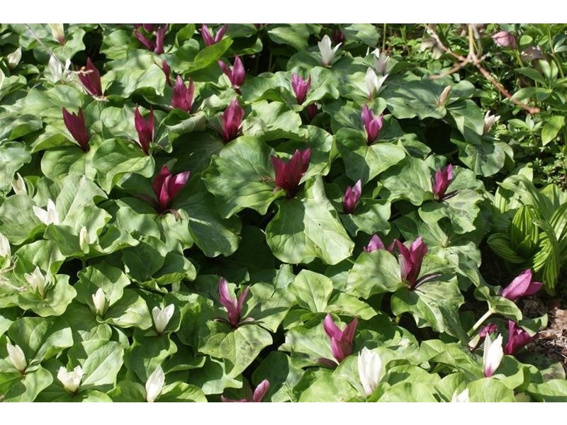 Lot 1 Bass Highway, Elizabeth Town TAS 7304