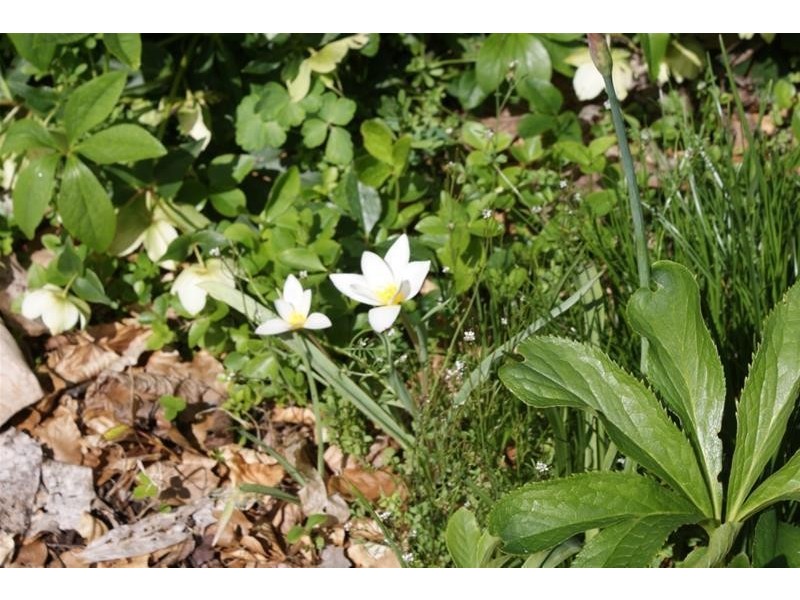 Lot 1 Bass Highway, Elizabeth Town TAS 7304