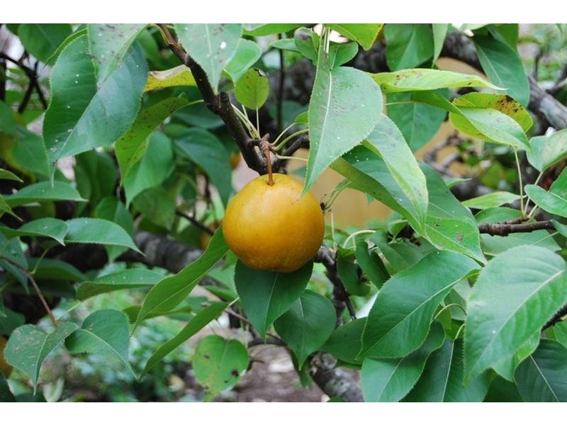 Lot 1 Bass Highway, Elizabeth Town TAS 7304