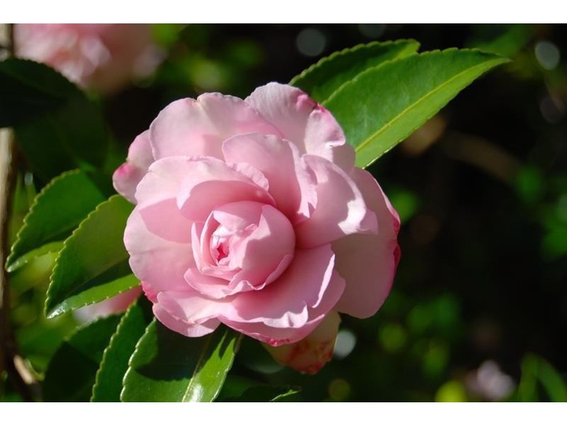 Lot 1 Bass Highway, Elizabeth Town TAS 7304