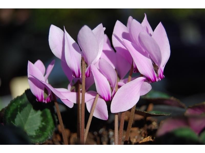 Lot 1 Bass Highway, Elizabeth Town TAS 7304