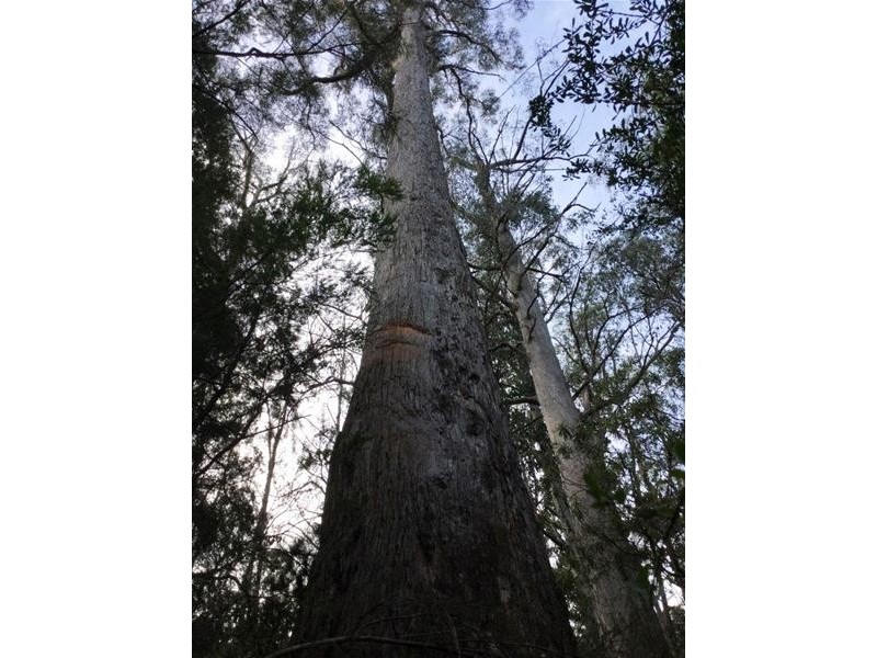 430 Eynens Road, Weetah TAS 7304