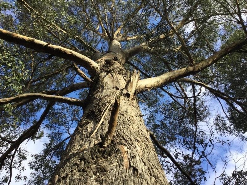 430 Eynens Road, Weetah TAS 7304