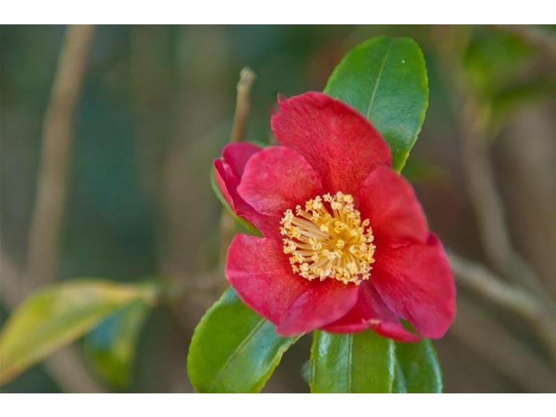 739 Quamby Brook Road, Quamby Brook TAS 7304