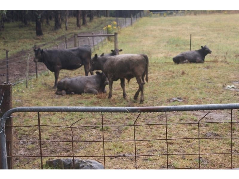 478 Union Bridge Road, Mole Creek TAS 7304