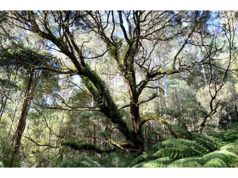 Lot 1 Dolcoath Road, Moina TAS 7310