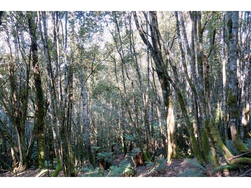 Lot 1 Dolcoath Road, Moina TAS 7310