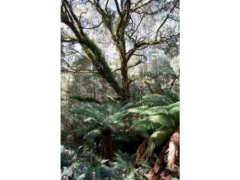 Lot 1 Dolcoath Road, Moina TAS 7310