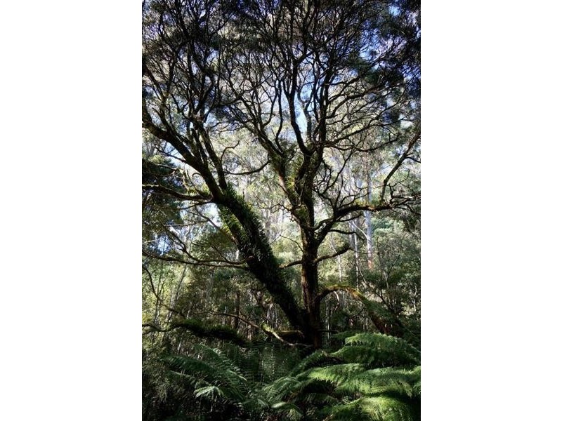 Lot 1 Dolcoath Road, Moina TAS 7310