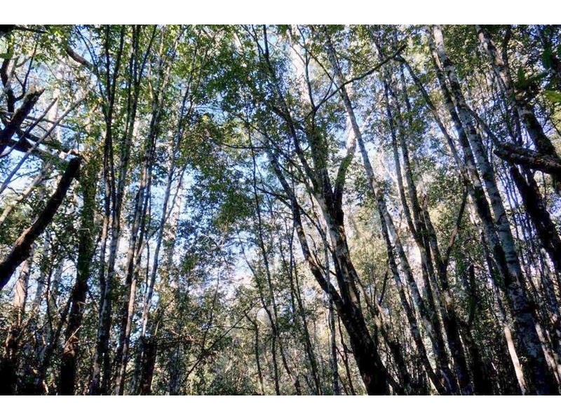 Lot 1 Dolcoath Road, Moina TAS 7310