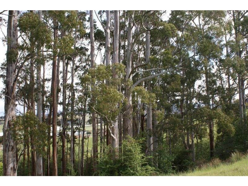 576 Bengeo Road, Red Hills TAS 7304