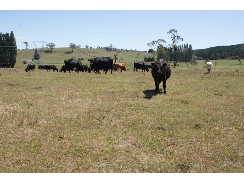 173 River Road, Deloraine TAS 7304