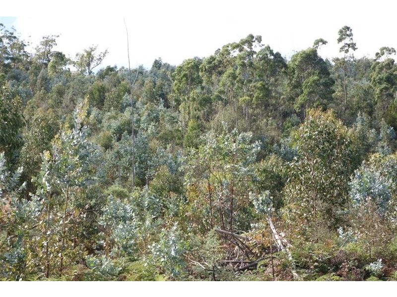 Lot 1 Woodsdale Road, Levendale TAS 7120