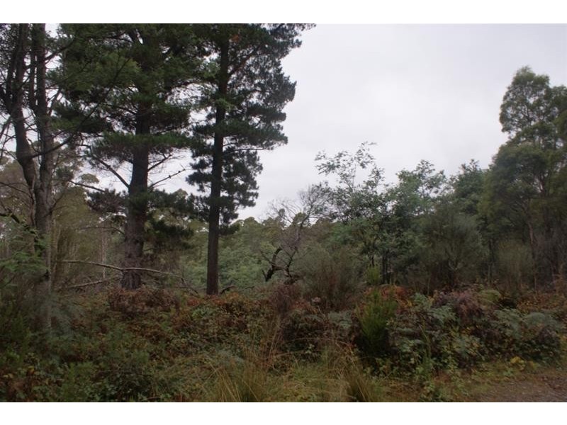 239 Wadley’s Road, Reedy Marsh TAS 7304