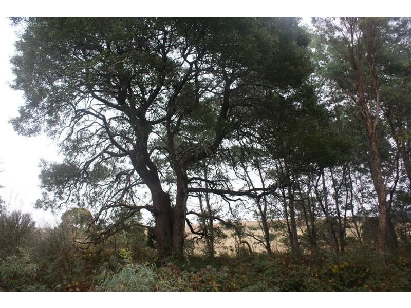 239 Wadley’s Road, Reedy Marsh TAS 7304