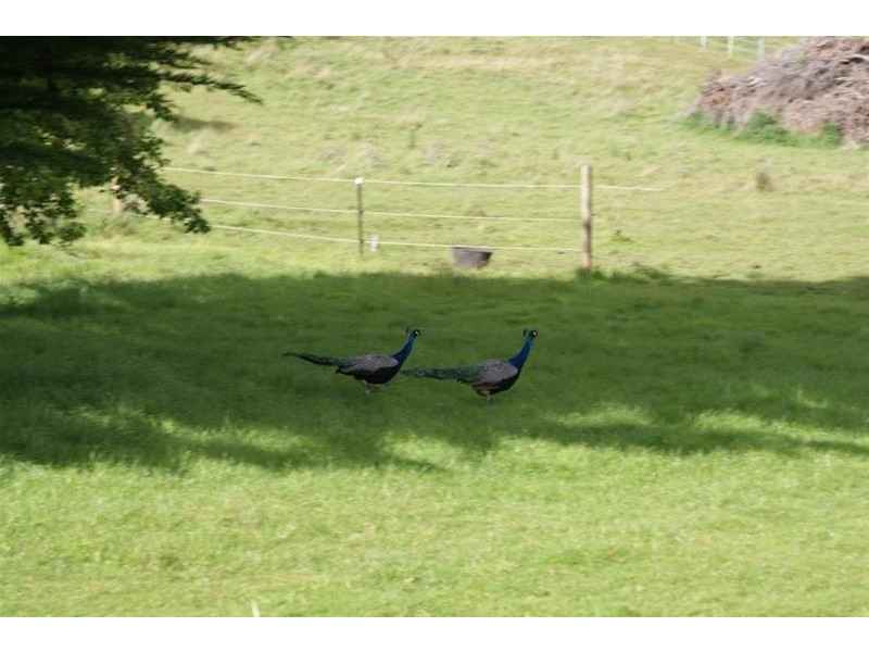 529 Mersey Hill Road, Mole Creek TAS 7304