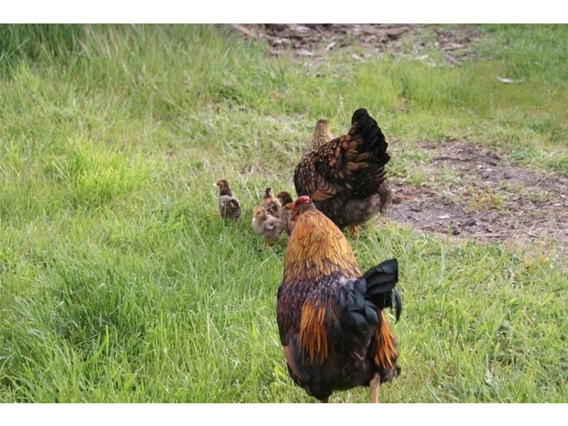 529 Mersey Hill Road, Mole Creek TAS 7304