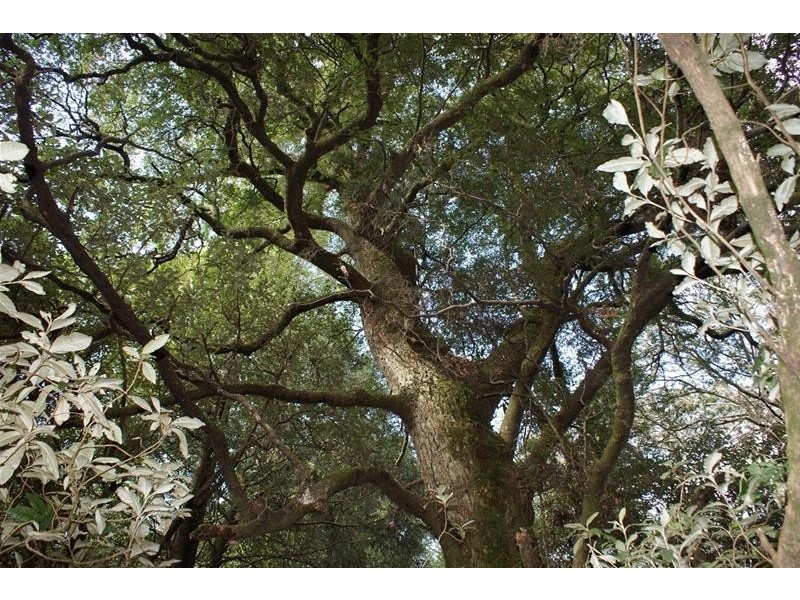 0 Highland Lakes Road, Golden Valley TAS 7304