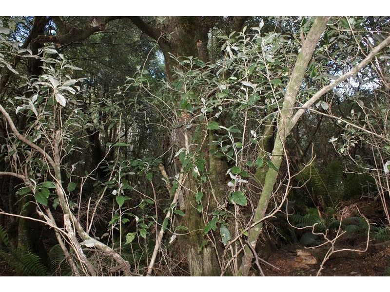 0 Highland Lakes Road, Golden Valley TAS 7304