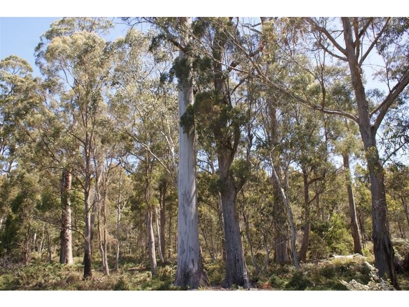 465 River Road, Reedy Marsh TAS 7304