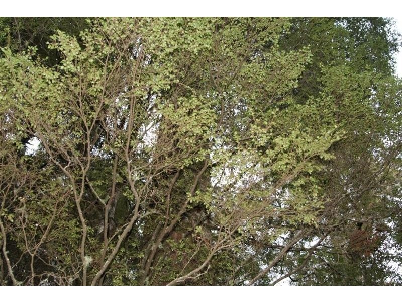 0 Bogan Road, Golden Valley TAS 7304