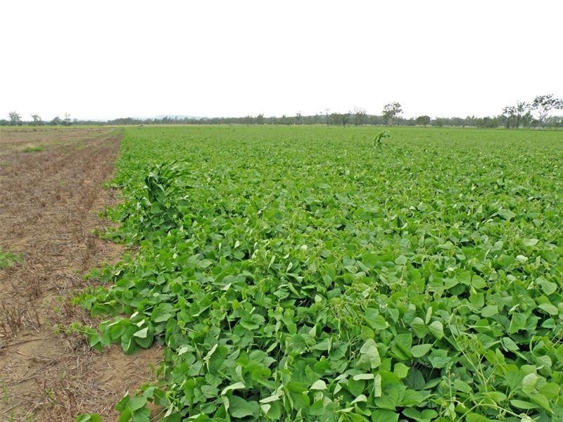 720 Goovigen-Rannes Road, Goovigen QLD 4702