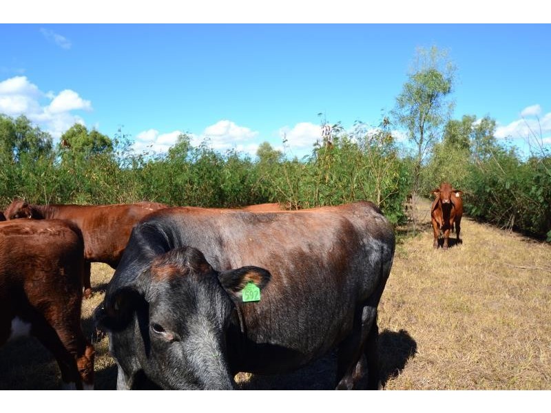 39161 Burnett Highway, Thangool QLD 4716