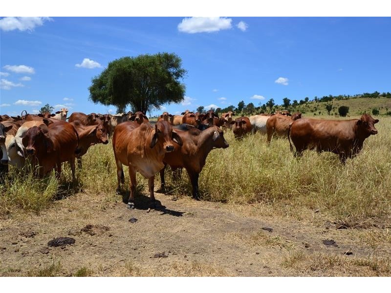 134 Semples Road, Biloela QLD 4715