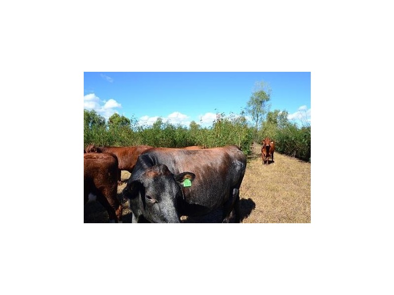 39161  Burnett Highway, Thangool QLD 4716