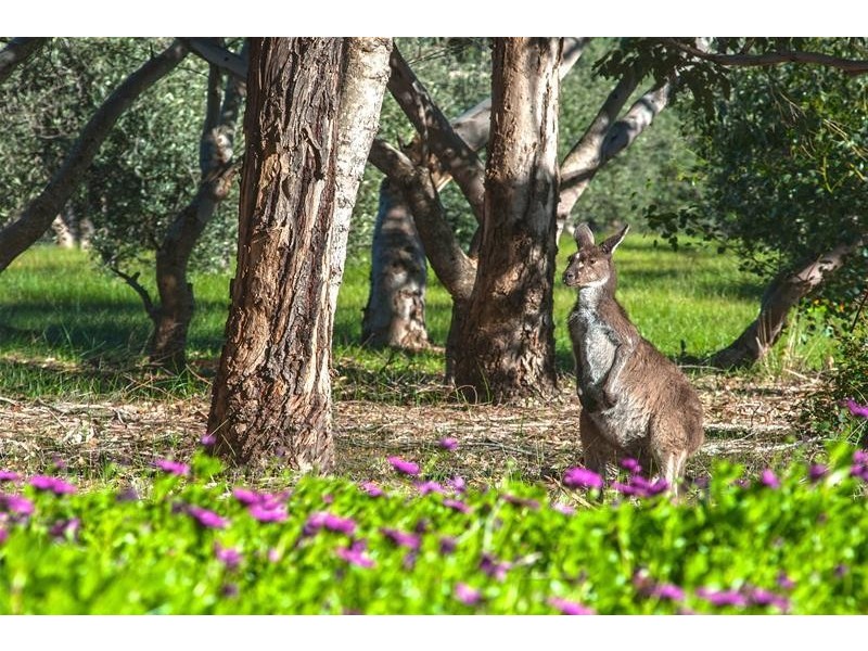 51 Kevill Road, Margaret River WA 6285