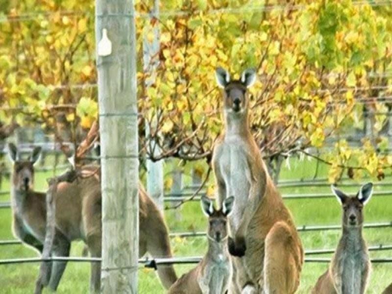 83 Brockman Highway, Karridale WA 6288