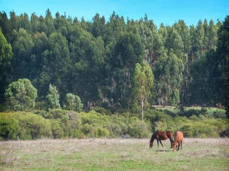 86 Crozier Road, Rosa Brook WA 6285