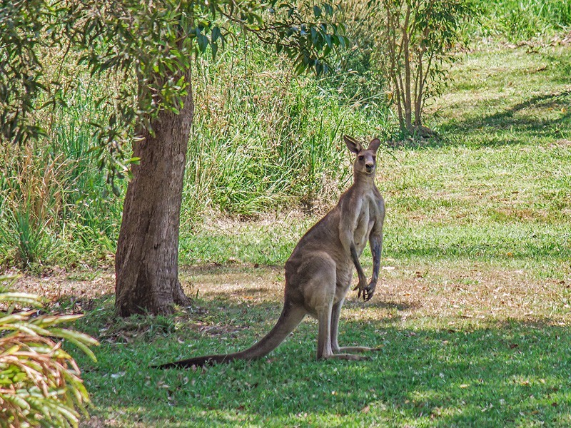 303 San Fernando  Drive, Worongary QLD 4213