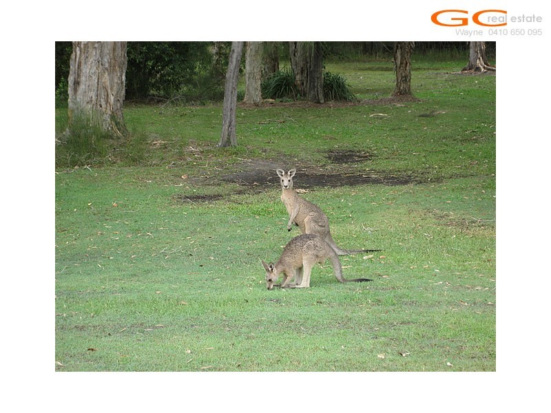 43 Numbat Court, Coombabah QLD 4216