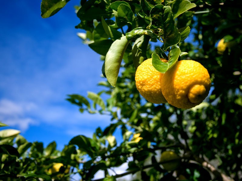 95 Bridgman Drive, Reedy Creek QLD 4227