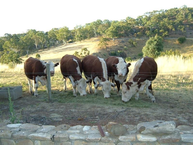 22 Hollands Creek Road, Cudlee Creek SA 5232