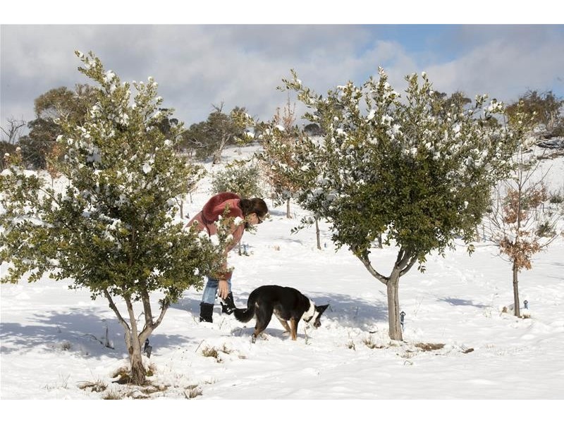 290 Alpine Way, Jindabyne NSW 2627