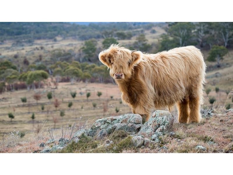 290 Alpine Way, Jindabyne NSW 2627